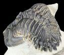 Bargain, Hollardops Trilobite - Foum Zguid, Morocco #55984-3
